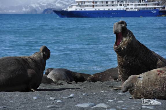 Mais um confronto entre elefantes-marinhos em Gold Harbour, na Geórgia do Sul, com o Sea Spirit como testemunho
